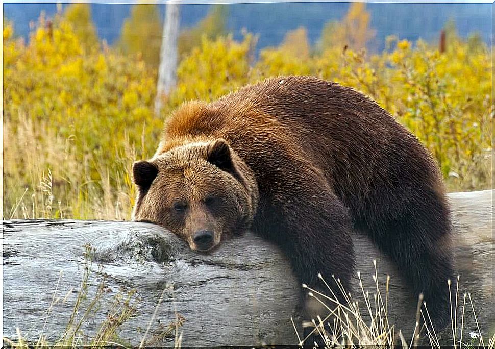 bear lying on the tree