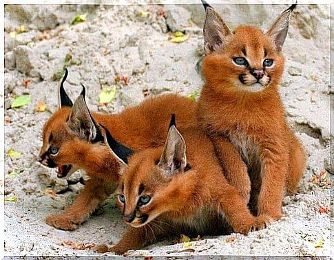 Do you know what a Caracal is?