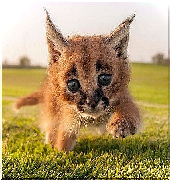 Caracal