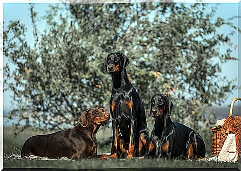 Doberman, a peculiar and elegant breed