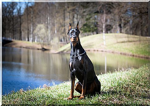 doberman defense dog