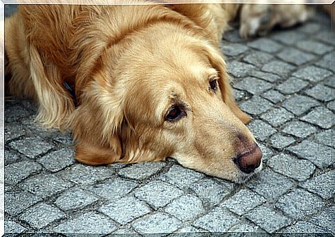 dog lying on the asphalt floor: canine depression?