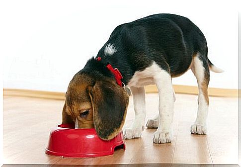 Dog Feeders: Know Some Types