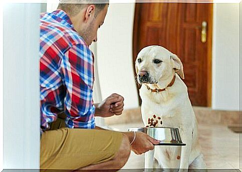 owner feeding his dog