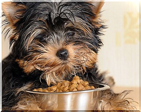 Small dog food