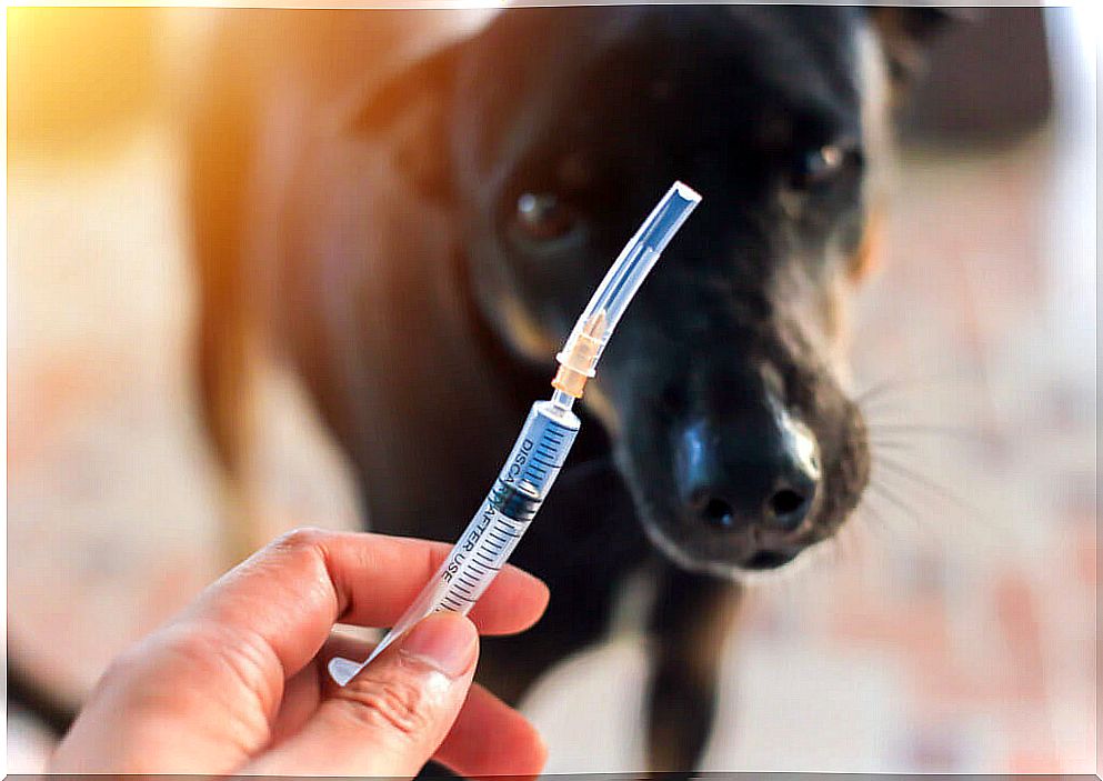 Dog vaccination schedule: everything you need to know