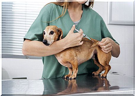 Dog getting vaccine at the veterinarian.