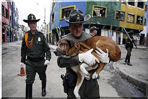 Dogs and Cats Rescued in the Bronx