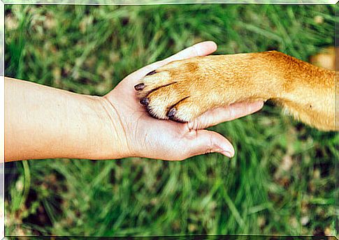 Dog's nails, because it's important to cut them