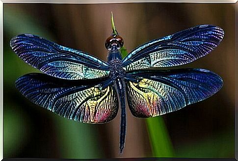 Dragonflies: Learn all about this amazing insect