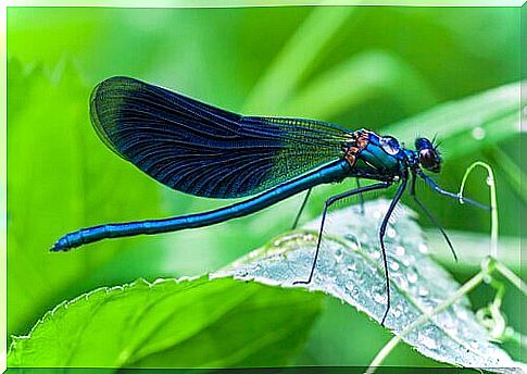 blue dragonfly on a leaf