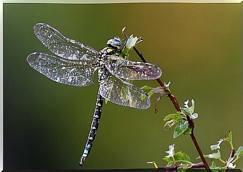 Dragonfly on a branch