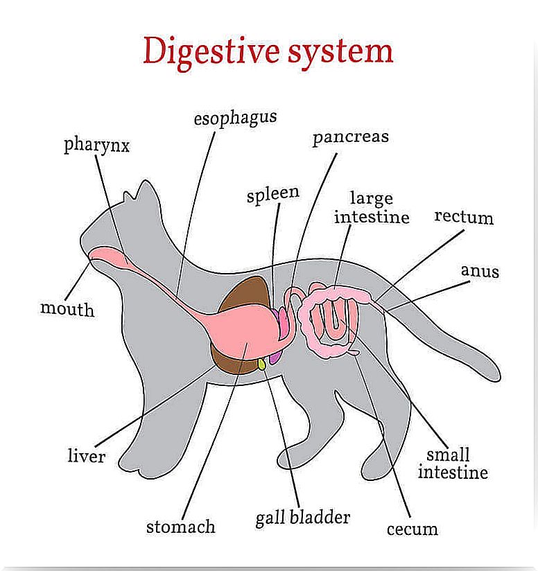 Cats Digestive System