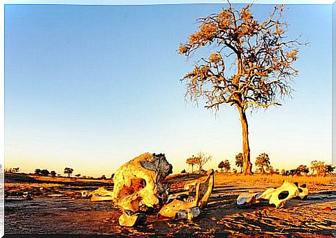 Elephant Cemeteries: Myth or Reality?