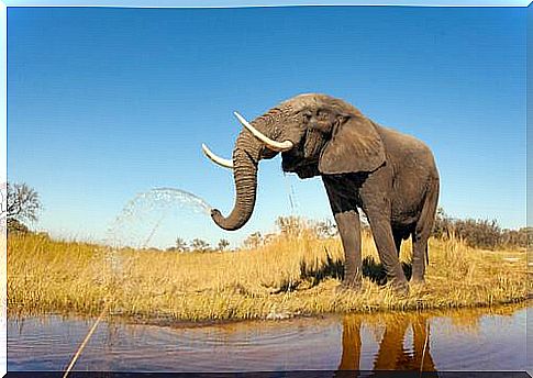 Elephant spouting water with its trunk