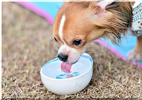 Elevated feeder for a dog: yes or no?