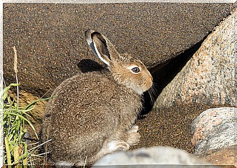 Endangered hare: learn more