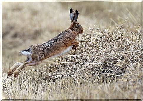 Did you know that the hare is in danger of extinction?