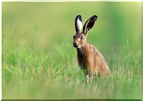 Learn about the hare and the dangers it faces