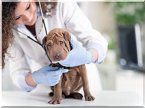 Veterinary and Dog