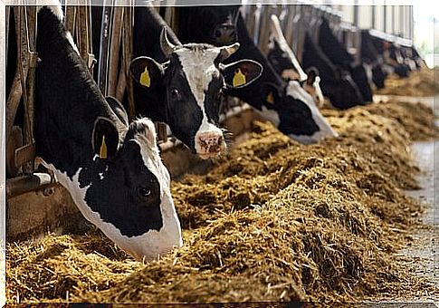 cows eating hay