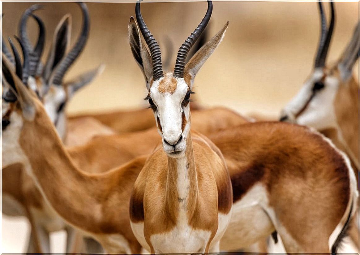 A population of jumping gazelles.