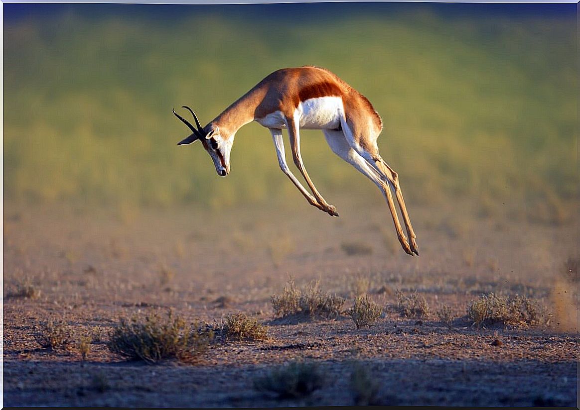 A leaping gazelle practicing pronking.