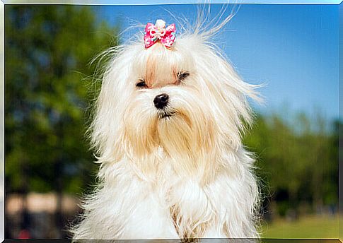 Favorite dog breeds of celebrities