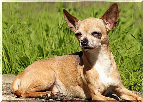 Chihuahua