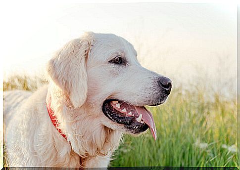 smart labrador