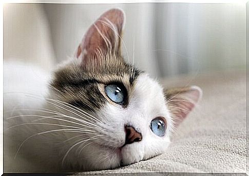 blue eyed cat