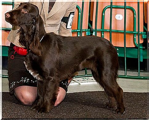 field spaniel