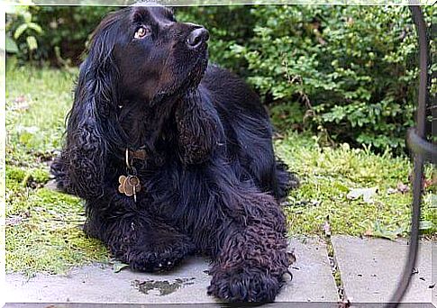 field spaniel