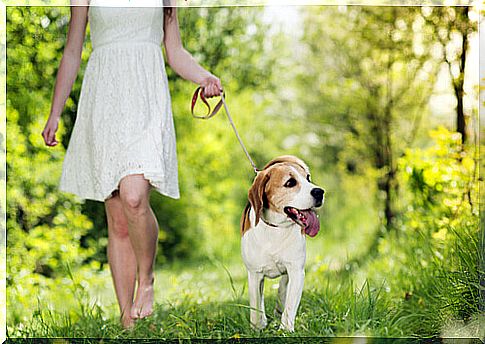 woman walking a dog through a wood