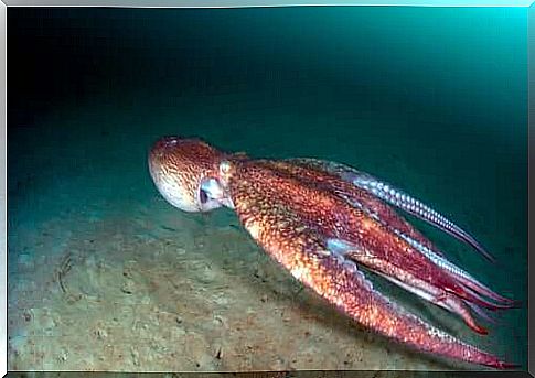 giant squid in the ocean