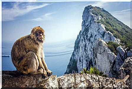 Gibraltar monkey: characteristics, behavior and habitat