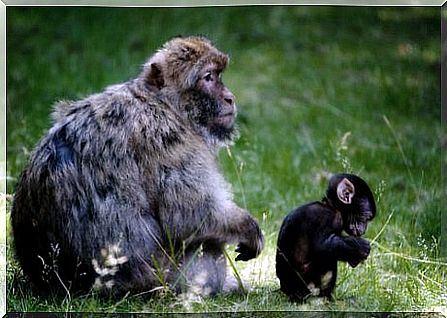 Barbary Macaque Habitat