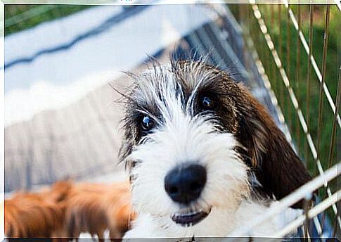 Great basset griffon from the Vendee