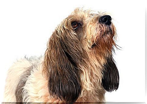 Great basset griffon from the Vendee