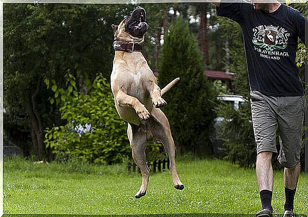 Dogue Canario, a peculiar dog