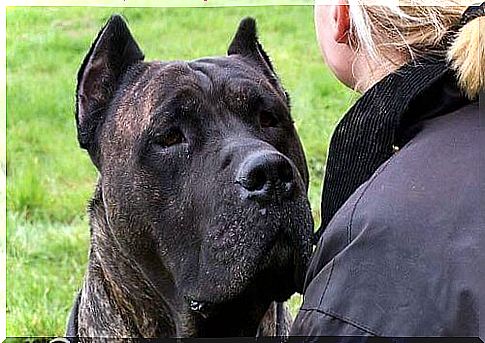 Great Dane looking over the owner's shoulder