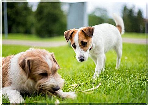 dog greeting