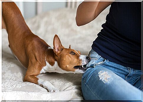 Has your dog ever tried to bite you?  Causes and Solutions