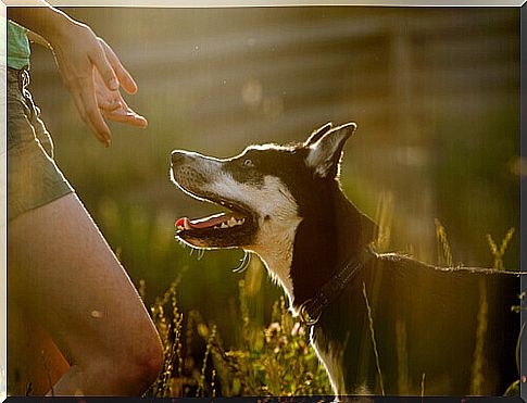 dog-protector-of-women