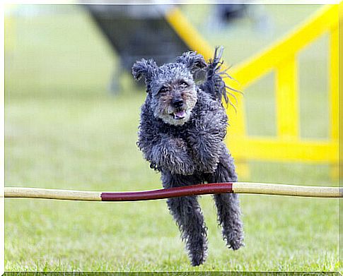 pumi-new-breed-of-dog-2