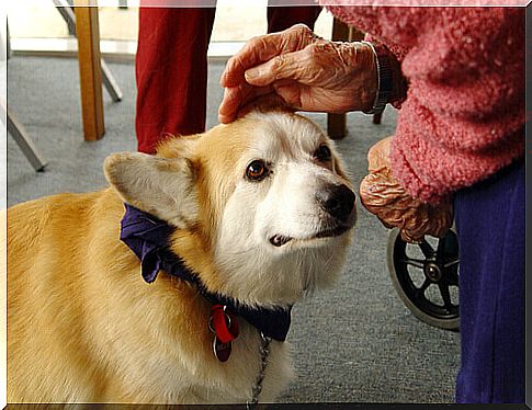 Healing Dogs: Canine Therapy