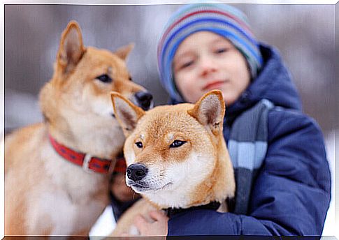 boy with dogs