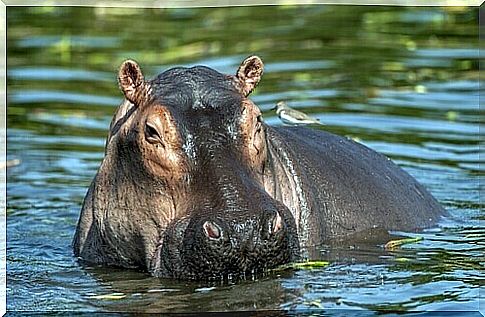 Hippopotamus: characteristics, behavior and habitat