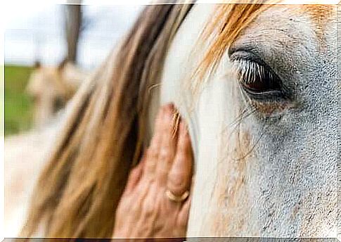 Horses can interpret human expressions and emotions