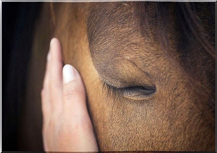 How do horses manage to interpret human emotions?